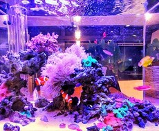 自宅用の海水水槽(アクアリウム)の作り方を教えます イメージ1