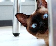 様々なシチュエーションで使える猫の画像集めます イメージ1