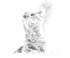 愛しいペットを柔らかな鉛筆画にかえて肖像画にします イメージ1