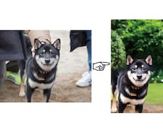 ペット写真修正★背景を自然に綺麗に加工します イメージ1