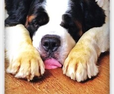犬のしつけ相談にのります 愛犬の困った！お任せください　～飼育前カウンセリングも～