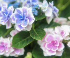 一眼レフで季節のお花を撮ります イメージ1