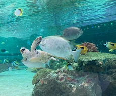 不倫された辛さ、苦しい胸のうちのお話し聞きます イメージ1