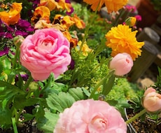 今の時期にぴったりの寄植えを提案します イメージ1