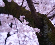 関東圏内の写真撮影致します 撮影代行サービス！風景写真が得意です！