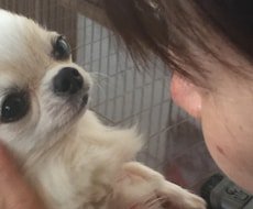 ペットロス、ペット葬儀のご相談にのります イメージ1