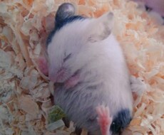 心の病と生き物の飼育についての辛さや悩みを聞きます イメージ1