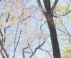 紅守オウカ様専用出品になります ご依頼内容の確認お願いいたします！