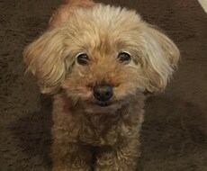 わんちゃん、猫ちゃん専門。獣医師がお答えします イメージ1