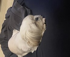 犬の気持ち分かる気がします。犬の育て方相談乗ります イメージ1