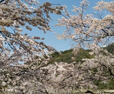 お子様の不登校の相談に乗ります イメージ1