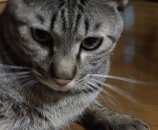 猫ちゃんに関する事を伝えます イメージ1