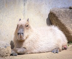 カピバラ相談室　何でも相談に乗ります イメージ1