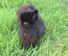 飼っているペットの気持ちをお伝えいたします どんなことを想って生活をしているのか聞いてみたい飼い主さまヘ