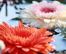 お花の写真販売します イメージ1