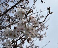 お話聞くのが大好き2日間限定彼女なります イメージ1