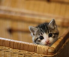 猫のご相談お聞きします イメージ1