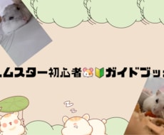 ハムスターの必需品選び・飼育アドバイスを受けます ハムスター初心者に、必要な物をできるだけ最安値で探します。