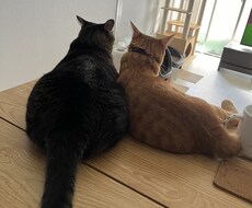 猫や犬のことで不安な気持ちを一人で抱えず聞きます イメージ1