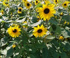 何でも答えます 気になること、何でも質問してください。