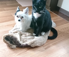 あなたが大切にしている動物の声を届けます イメージ1