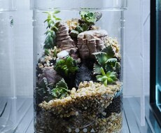 パルダリウム・テラリウム・苔リウムを作成します イメージ1