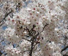 日本語⇔中国語（簡体字）相互翻訳、添削等.致します イメージ1