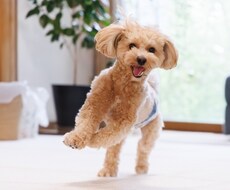 SEOを意識したペット関係の記事できます イメージ1