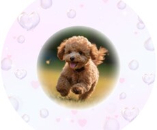 天国・虹の橋からお手紙をお届けいたします ペットロスの辛い気持ちを少しでも和らげるお手伝いを･:*+.