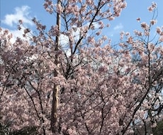 あなたの心、私が癒します イメージ1