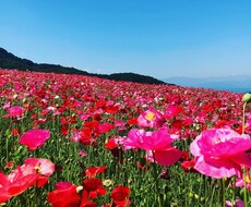 生きづらさ、AC、不安症、プロが相談にのります 自己肯定感を上げて生きやすい人生を手に入れませんか？