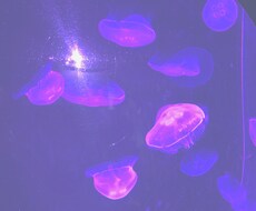 写真加工致します SNSでエモい写真を投稿したい方必見！