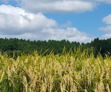 FP.保険屋です、相談でも愚痴でもききます イメージ1