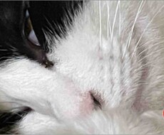 首輪をうばう猫ちゃんます イメージ1