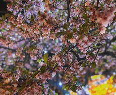 お話相手になり、あなたの心を癒します イメージ1