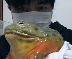 爬虫類、両生類、昆虫等 飼育初心者の相談に乗ります 爬虫類,両生類、昆虫、奇蟲の飼育など、飼育歴30年以上です。