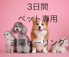 ペットへ遠隔ヒーリングをお届けします 療養中のペットに癒しを提供致します