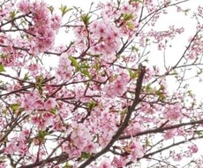 TikTokに、あなたの代わりに投稿いたします イメージ1