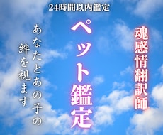 ペット鑑定 | 天国の家族とつなげます 虹の橋のあの子の想い、届けます