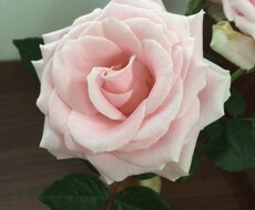 派遣の話、派遣の私がじっくり聞き、受け取ります イメージ1