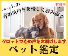 ペットの気持ちをタロットで優しく読み解きます タロットが繋ぐ家族の絆｜言葉にできない心の声を優しく通訳