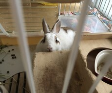 ペットの飼育相談します イメージ1