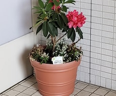植物、緑で安らげる空間作りのご相談致します イメージ1