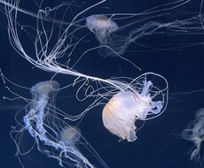 あなたの悩み優しく聞きます イメージ1