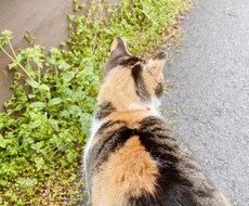話し相手になります イメージ1