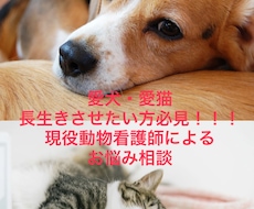 ペット（犬・猫）の健康のお悩み解決します イメージ1