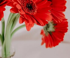 自分軸で生きるお手伝いをします イメージ1