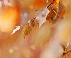 10月の運気を占います 貴方のみならず、気になる方との間の運気も鑑定出来ます(^^)
