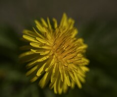 植物、食材を中心に色々な写真を投稿します イメージ1