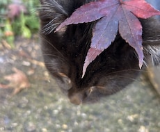 猫ちゃんの可愛い写真を送ります。ます イメージ1